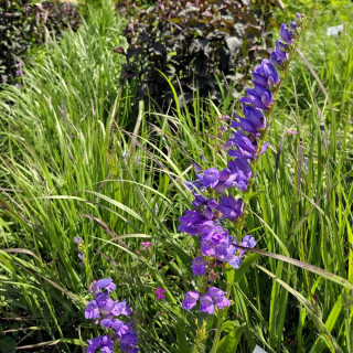 Plantes Vivaces PENSTEMON strictus en vente - Pépinière Lepage .