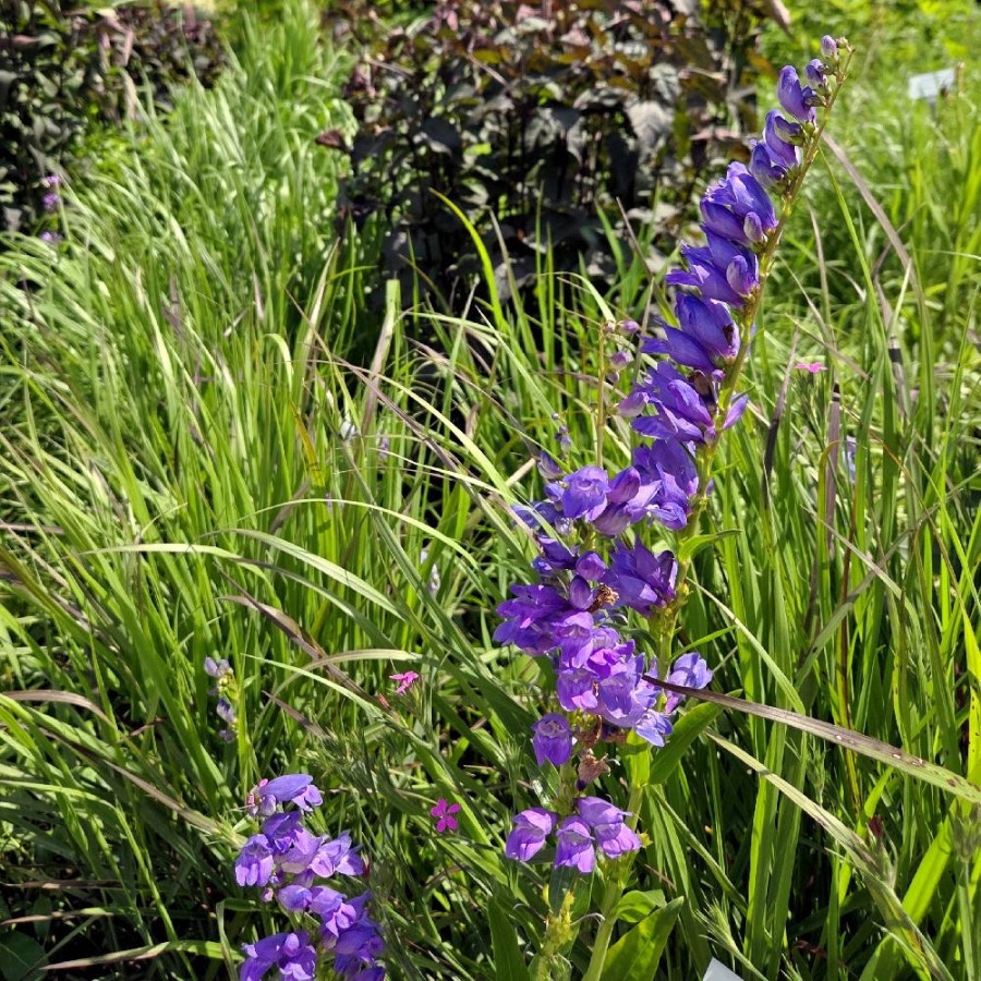 Plantes Vivaces PENSTEMON strictus en vente - Pépinière Lepage .