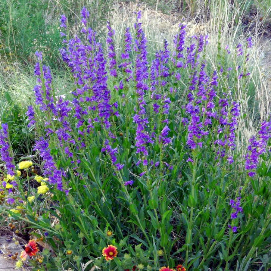 Plantes Vivaces PENSTEMON strictus en vente - Pépinière Lepage .