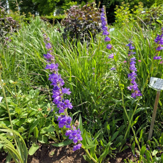 Plantes Vivaces PENSTEMON strictus en vente - Pépinière Lepage .