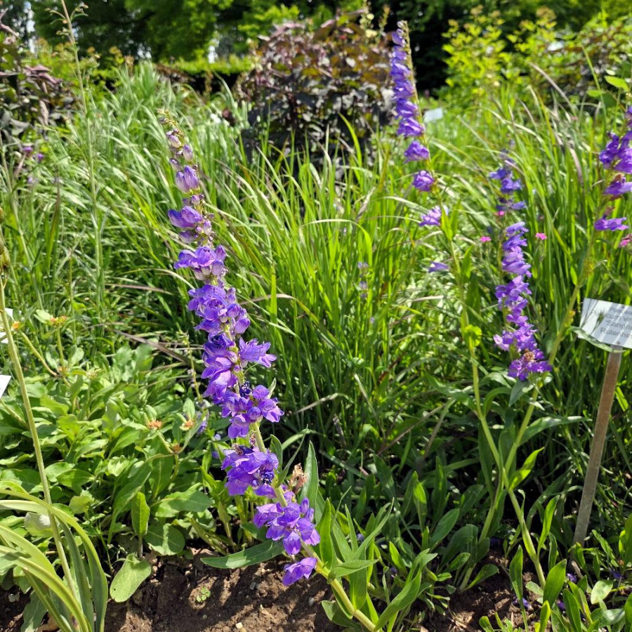 Plantes Vivaces PENSTEMON strictus en vente - Pépinière Lepage .