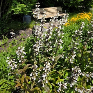 PENSTEMON digitalis 'Husker Red'