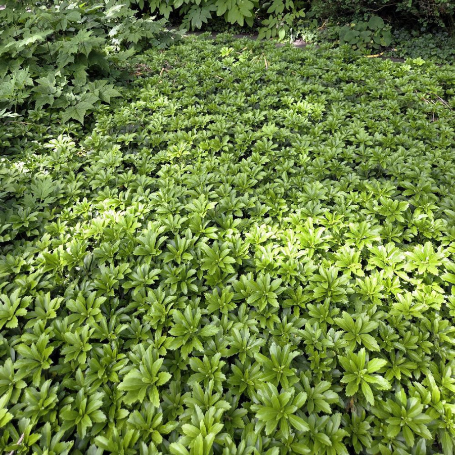 Plantes Vivaces PACHYSANDRA terminalis - Pachysandre du Japon en vente - Pépinière Lepage .