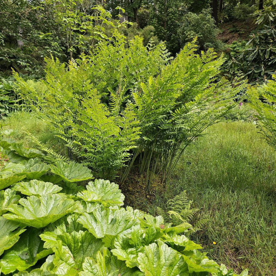 Plantes Vivaces OSMUNDA regalis - Osmonde royale en vente - Pépinière Lepage .
