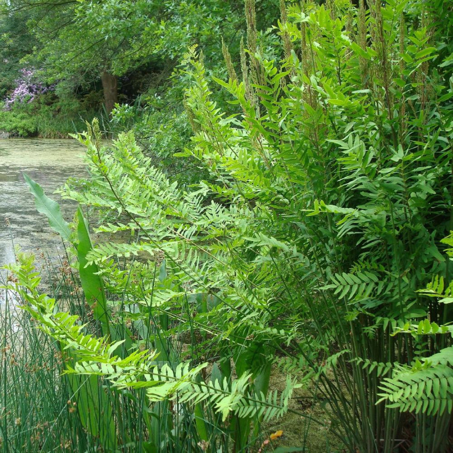 Plantes Vivaces OSMUNDA regalis - Osmonde royale en vente - Pépinière Lepage .