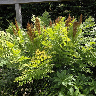Plantes Vivaces OSMUNDA regalis - Osmonde royale en vente - Pépinière Lepage .