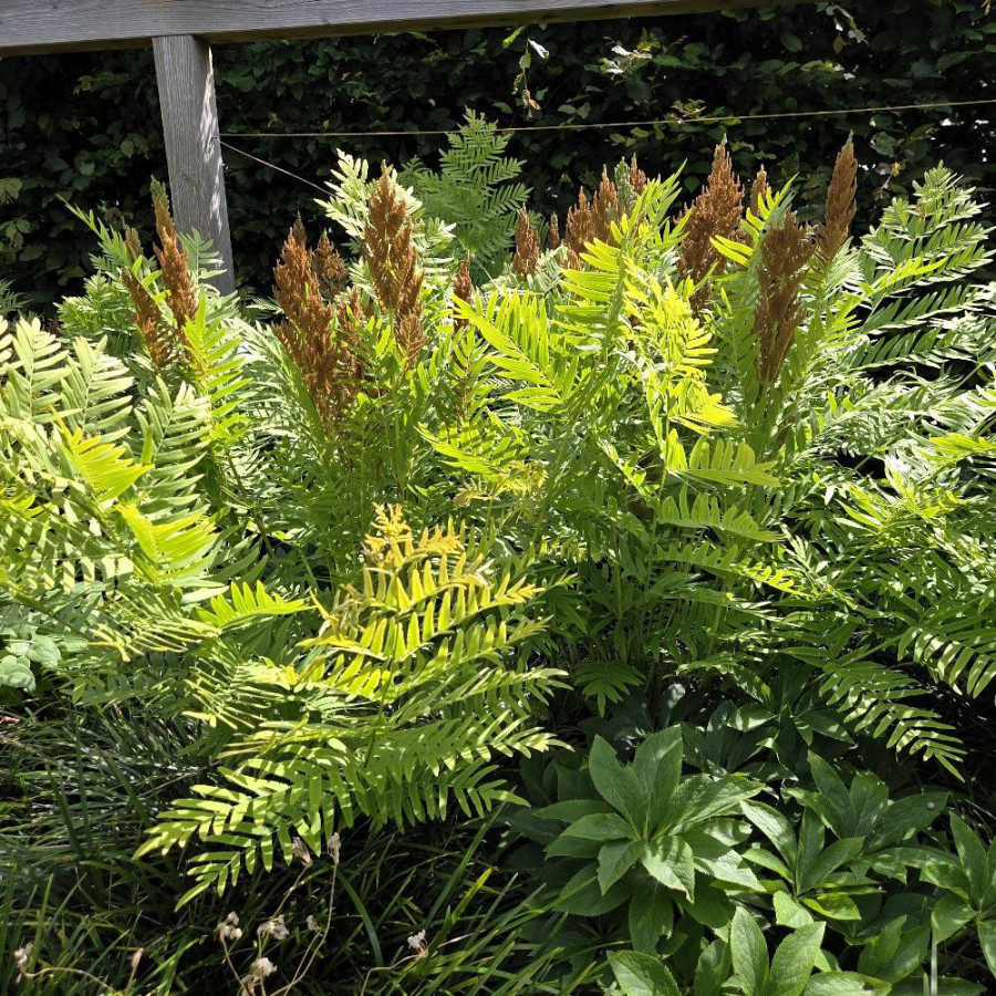 Plantes Vivaces OSMUNDA regalis - Osmonde royale en vente - Pépinière Lepage .