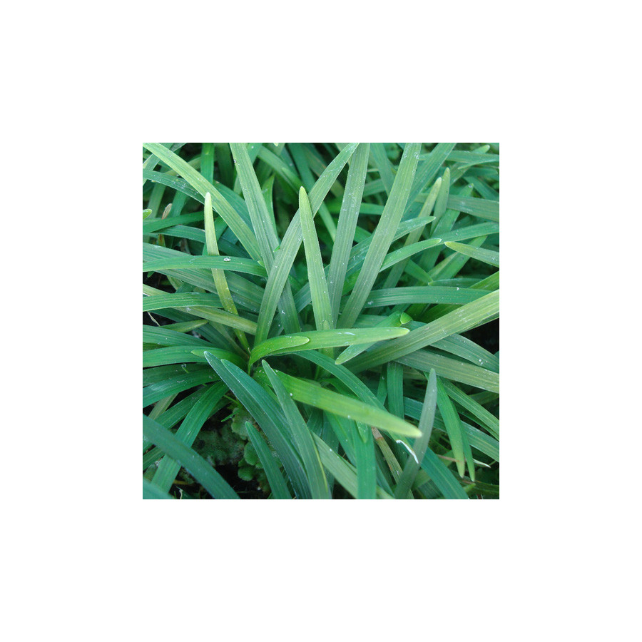 Plantes Vivaces OPHIOPOGON japonicus - Herbe aux turquoises en vente - Muguet du Japon en vente - Pépinière Lepage .