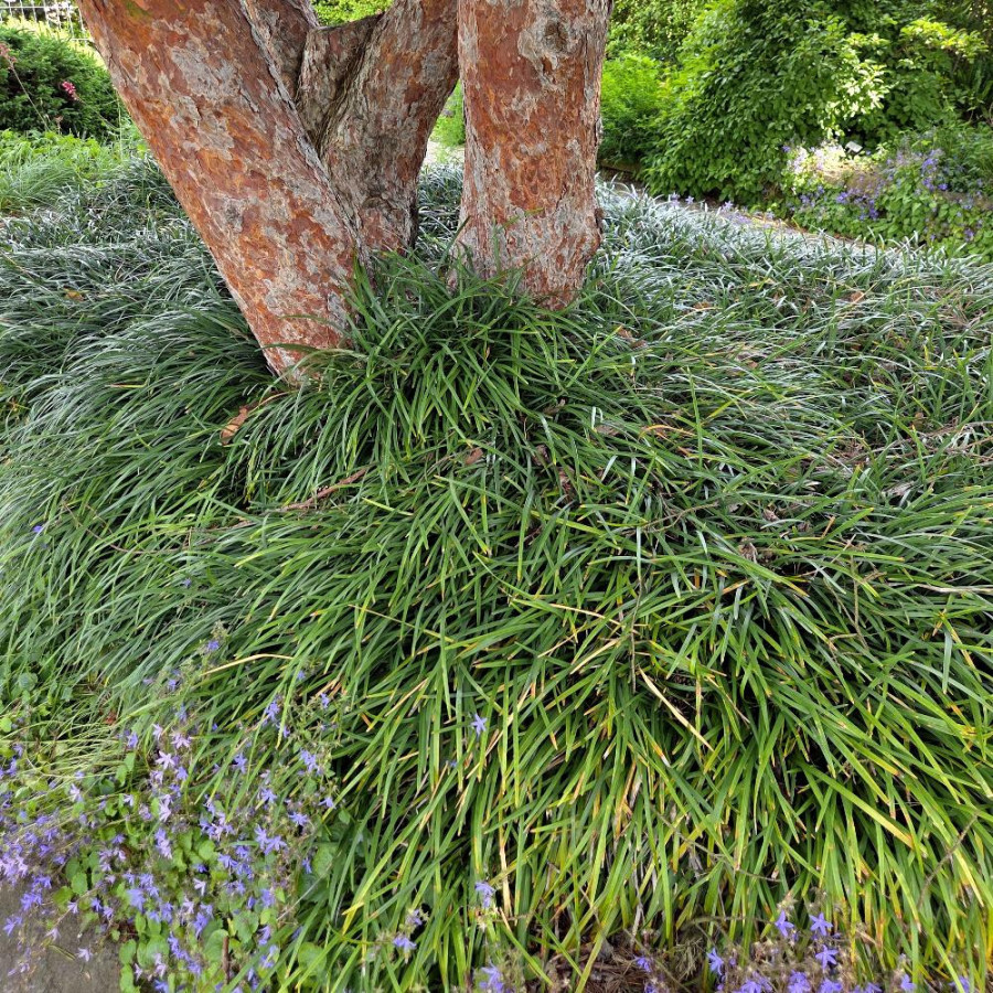 Plantes Vivaces OPHIOPOGON japonicus - Herbe aux turquoises en vente - Muguet du Japon en vente - Pépinière Lepage .