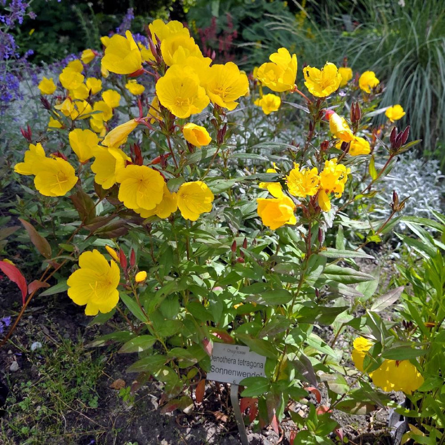 Plantes Vivaces OENOTHERA fruticosa 'Sonnenwende' - Oenothère en vente - Onagre en vente - Pépinière Lepage .