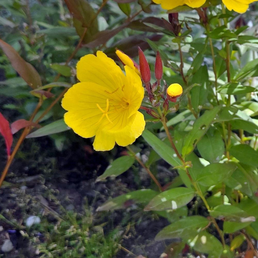 Plantes Vivaces OENOTHERA fruticosa 'Sonnenwende' - Oenothère en vente - Onagre en vente - Pépinière Lepage .