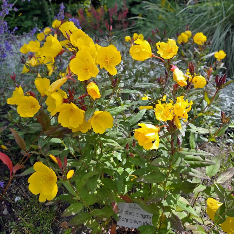 Plantes Vivaces OENOTHERA fruticosa 'Sonnenwende' - Oenothère en vente - Onagre en vente - Pépinière Lepage .