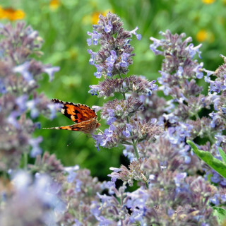 Plantes Vivaces NEPETA 'Walker's Low' (Faassenii Group) - Menthe des chats en vente - Pépinière Lepage .