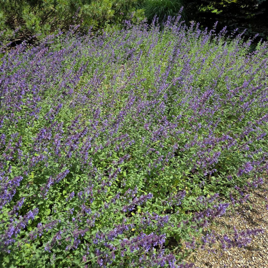 Plantes Vivaces NEPETA 'Walker's Low' (Faassenii Group) - Menthe des chats en vente - Pépinière Lepage .