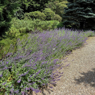 Plantes Vivaces NEPETA 'Walker's Low' (Faassenii Group) - Menthe des chats en vente - Pépinière Lepage .