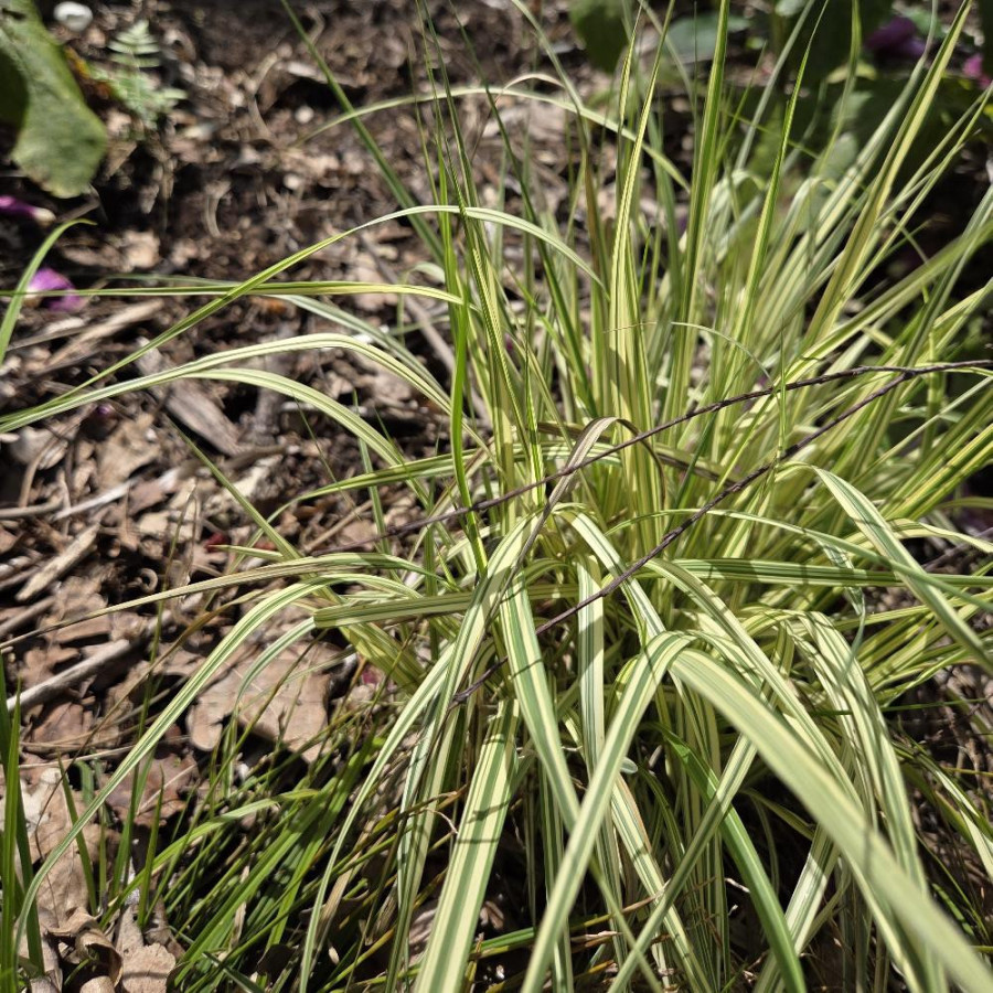 Plantes Vivaces MOLINIA caerulea 'Variegata' - Molinie en vente - Pépinière Lepage .