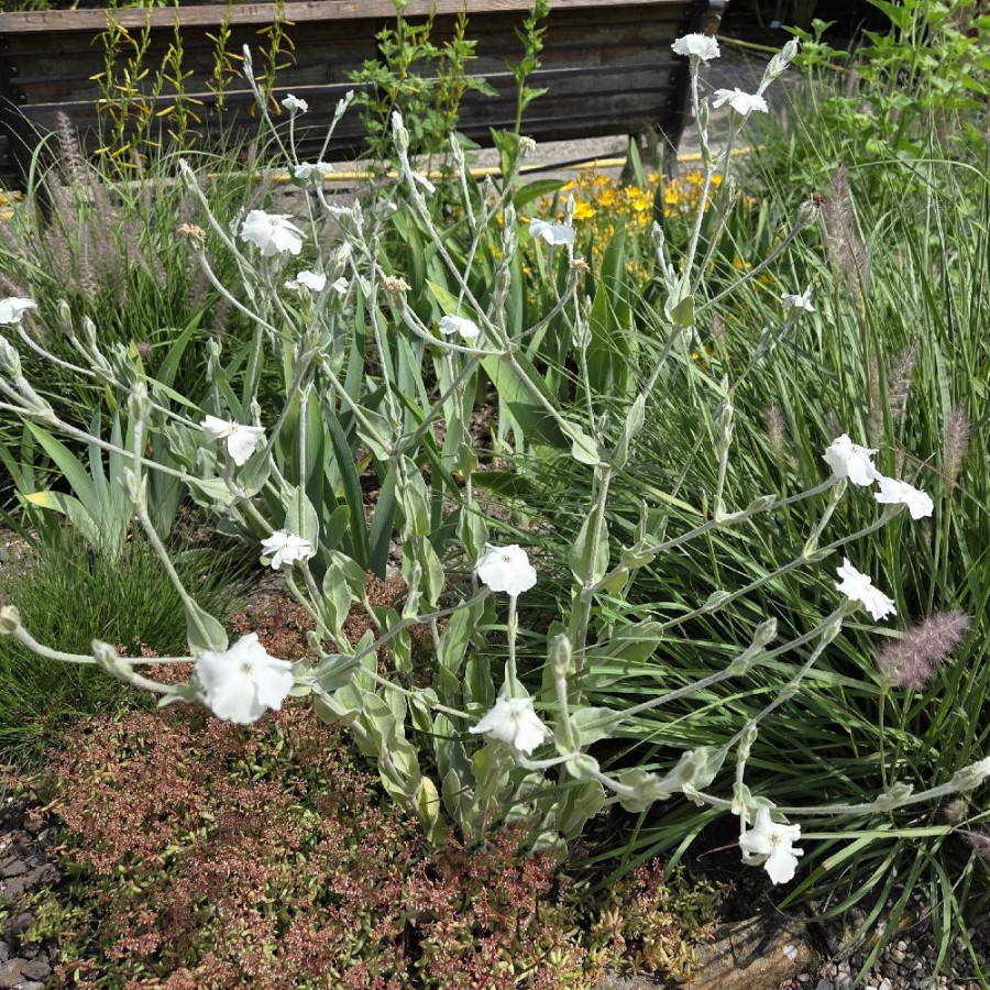 Plantes Vivaces LYCHNIS coronaria 'Alba' - Coquelourde en vente - Pépinière Lepage .