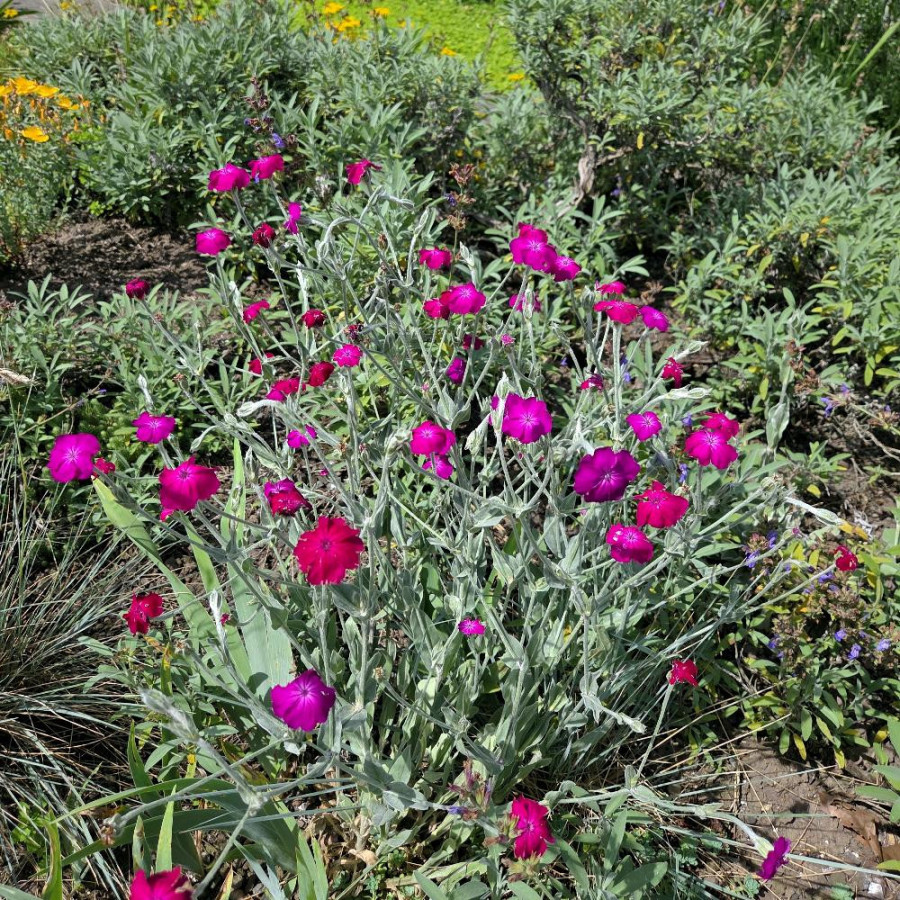 Plantes Vivaces LYCHNIS coronaria - Coquelourde en vente - Pépinière Lepage .