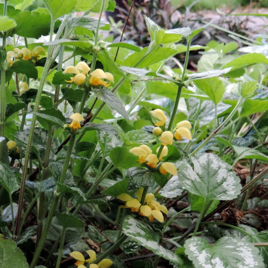 Plantes Vivaces LAMIASTRUM galeobdolon 'Florentinum' - Lamier florentin en vente - Pépinière Lepage .
