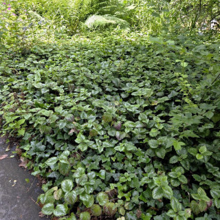 Plantes Vivaces LAMIASTRUM galeobdolon 'Florentinum' - Lamier florentin en vente - Pépinière Lepage .