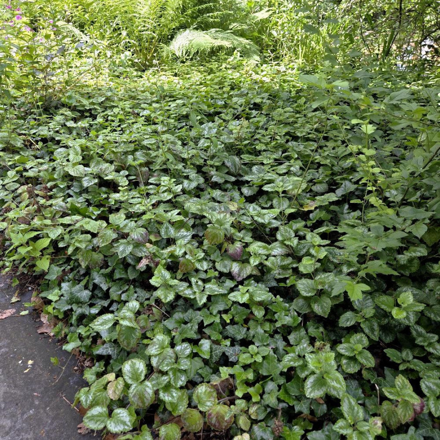 Plantes Vivaces LAMIASTRUM galeobdolon 'Florentinum' - Lamier florentin en vente - Pépinière Lepage .