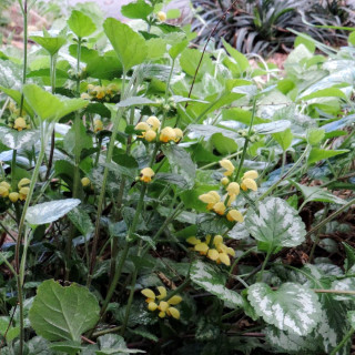 Plantes Vivaces LAMIASTRUM galeobdolon 'Florentinum' - Lamier florentin en vente - Pépinière Lepage .