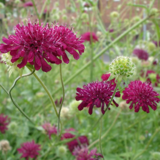 Plantes Vivaces KNAUTIA macedonica - Knautie de Macédoine en vente - Petite scabieuse de Macédoine en vente - Pépinière Lepage .