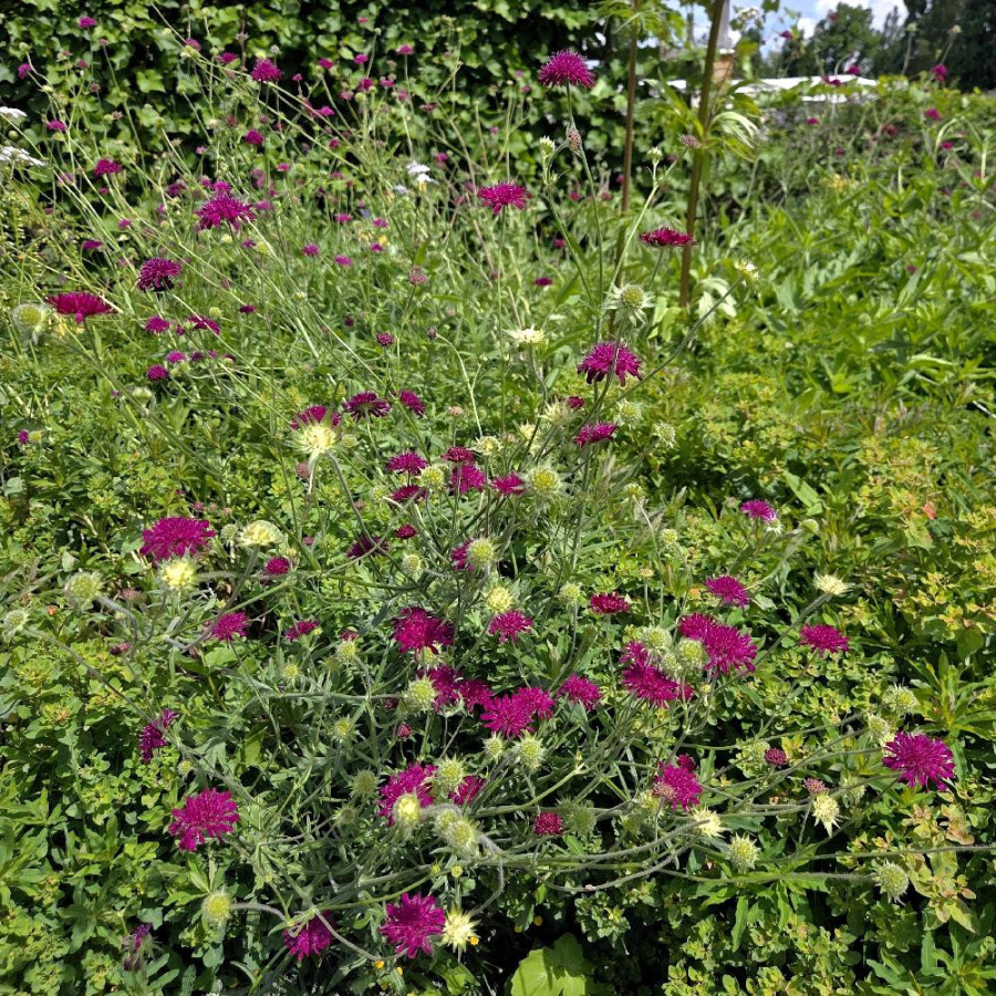 Plantes Vivaces KNAUTIA macedonica - Knautie de Macédoine en vente - Petite scabieuse de Macédoine en vente - Pépinière Lepage .