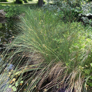 Plantes Vivaces JUNCUS inflexus - Jonc en vente - Jonc des jardiniers en vente - Pépinière Lepage .