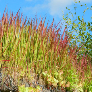Plantes Vivaces IMPERATA cylindrica 'Red Baron' - Impérate cylindrique en vente - Herbe sanglante du Japon en vente - Pépinière 