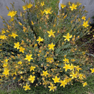 HYPERICUM olympicum 