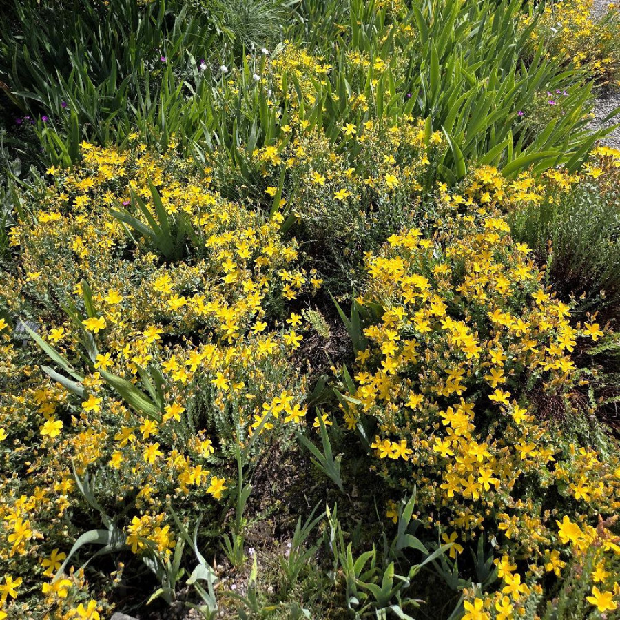Plantes Vivaces HYPERICUM olympicum  - Millepertuis de l'Olympe en vente - Pépinière Lepage .