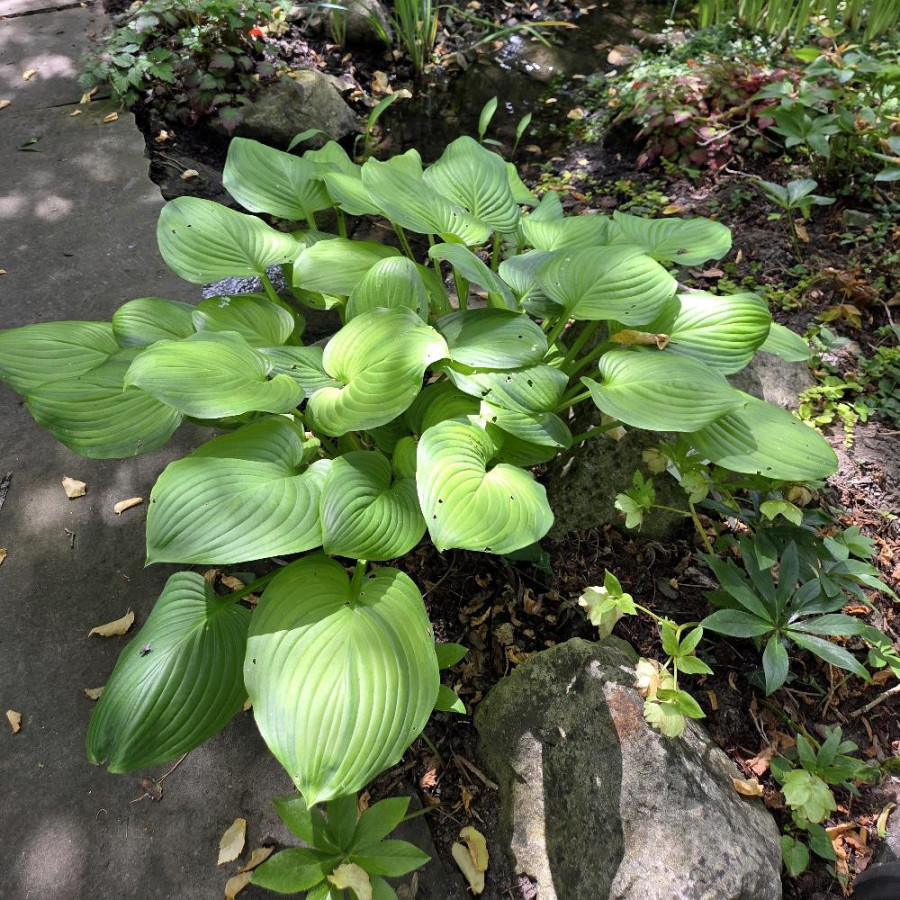 Plantes Vivaces HOSTA 'Guacamole' en vente - Pépinière Lepage .