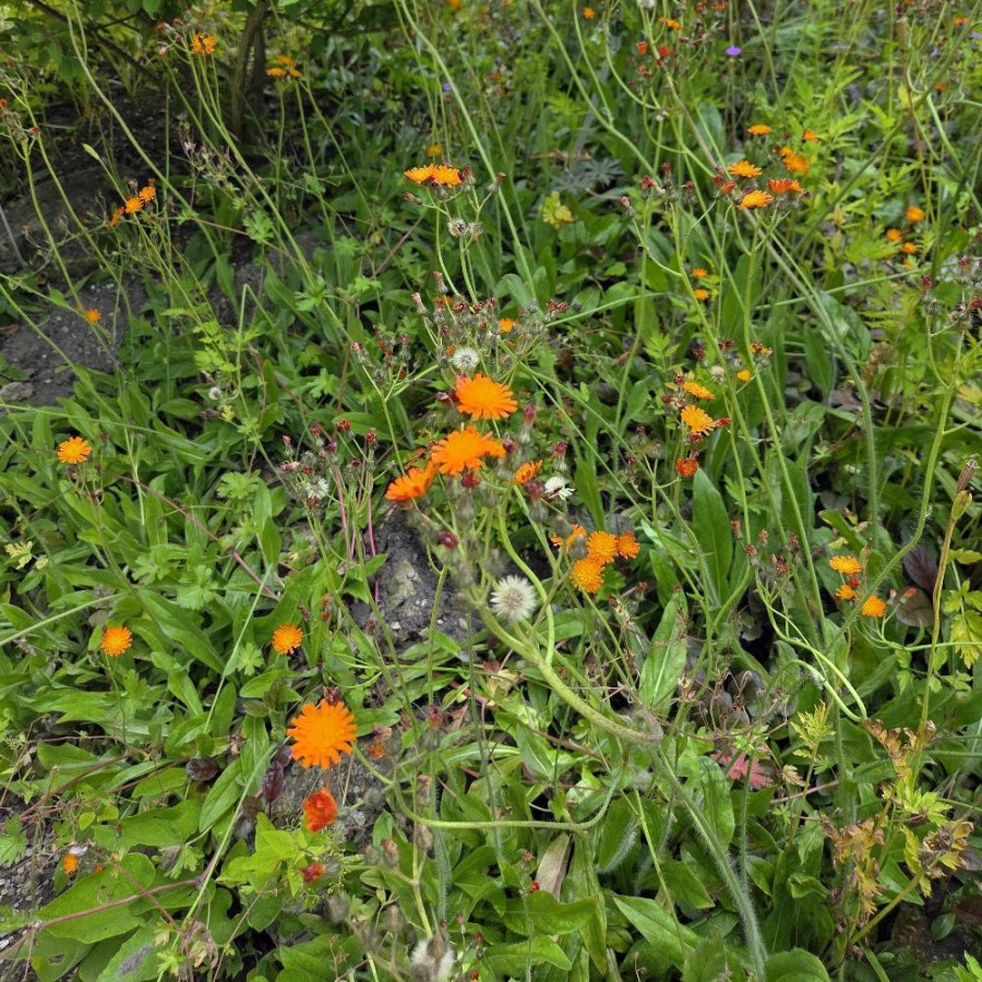 Plantes Vivaces HIERACIUM aurantiacum  - Epervière orangée en vente - Pilosella aurantiaca en vente - Pépinière Lepage .
