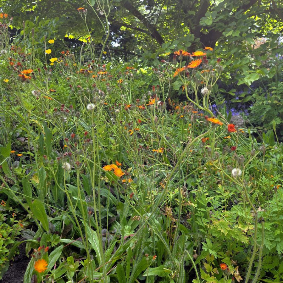 Plantes Vivaces HIERACIUM aurantiacum  - Epervière orangée en vente - Pilosella aurantiaca en vente - Pépinière Lepage .