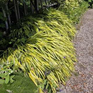 Plantes Vivaces HAKONECHLOA macra 'Aureola' - Herbe du Japon en vente - Pépinière Lepage .