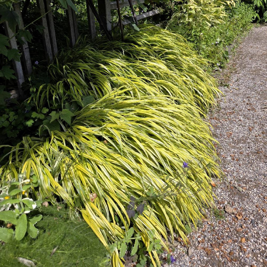 Plantes Vivaces HAKONECHLOA macra 'Aureola' - Herbe du Japon en vente - Pépinière Lepage .