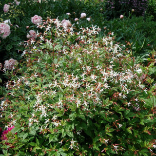 Plantes Vivaces GILLENIA trifoliata - Spirée à trois feuilles en vente - Pépinière Lepage .