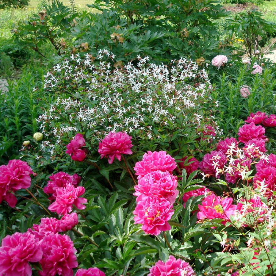 Plantes Vivaces GILLENIA trifoliata - Spirée à trois feuilles en vente - Pépinière Lepage .
