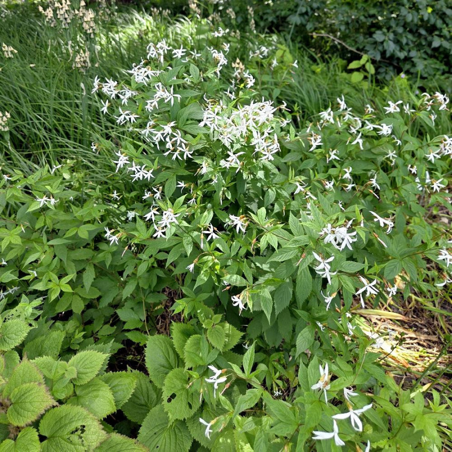 Plantes Vivaces GILLENIA trifoliata - Spirée à trois feuilles en vente - Pépinière Lepage .