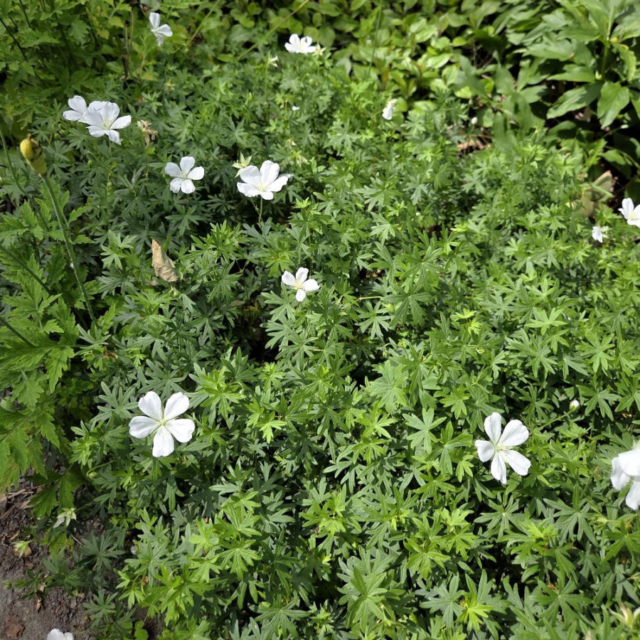 Plantes Vivaces GERANIUM sanguineum 'Album' - Géranium vivace en vente - Bec de Grue en vente - Pépinière Lepage .