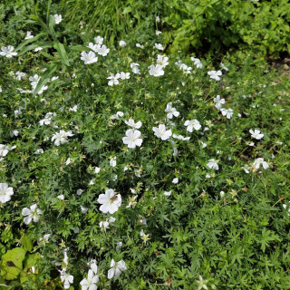 Plantes Vivaces GERANIUM sanguineum 'Album' - Géranium vivace en vente - Bec de Grue en vente - Pépinière Lepage .