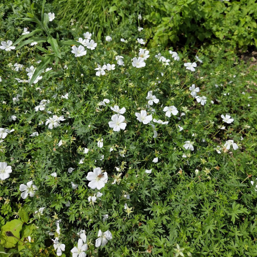 Plantes Vivaces GERANIUM sanguineum 'Album' - Géranium vivace en vente - Bec de Grue en vente - Pépinière Lepage .