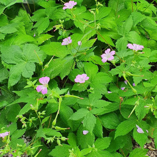 Plantes Vivaces GERANIUM nodosum - Géranium noueux en vente - Géranium vivace en vente - Pépinière Lepage .