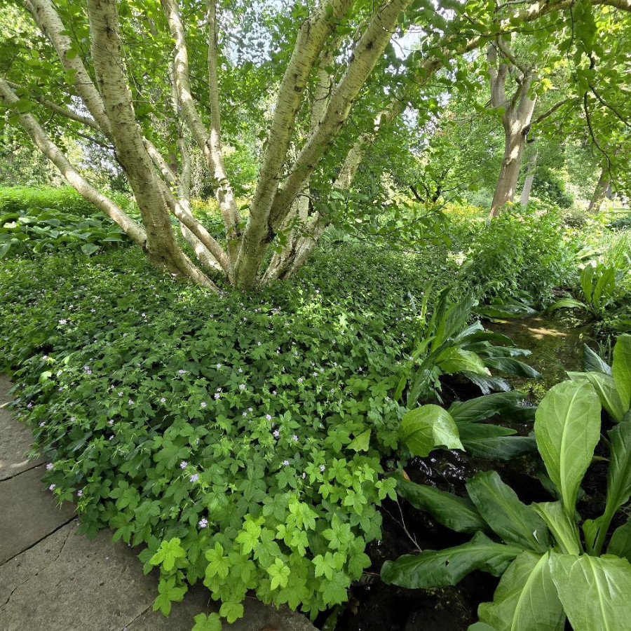 Plantes Vivaces GERANIUM nodosum - Géranium noueux en vente - Géranium vivace en vente - Pépinière Lepage .
