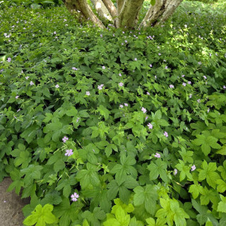 Plantes Vivaces GERANIUM nodosum - Géranium noueux en vente - Géranium vivace en vente - Pépinière Lepage .