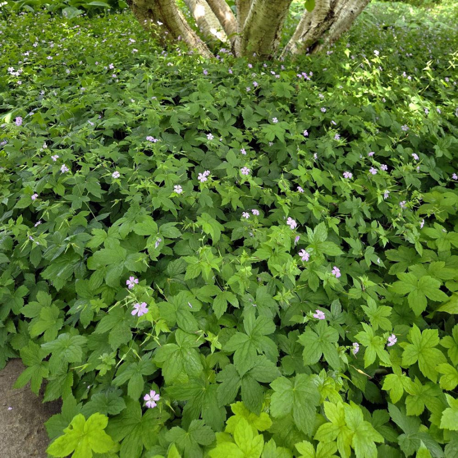 Plantes Vivaces GERANIUM nodosum - Géranium noueux en vente - Géranium vivace en vente - Pépinière Lepage .