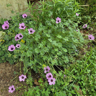 GERANIUM cinereum 'Ballerina'