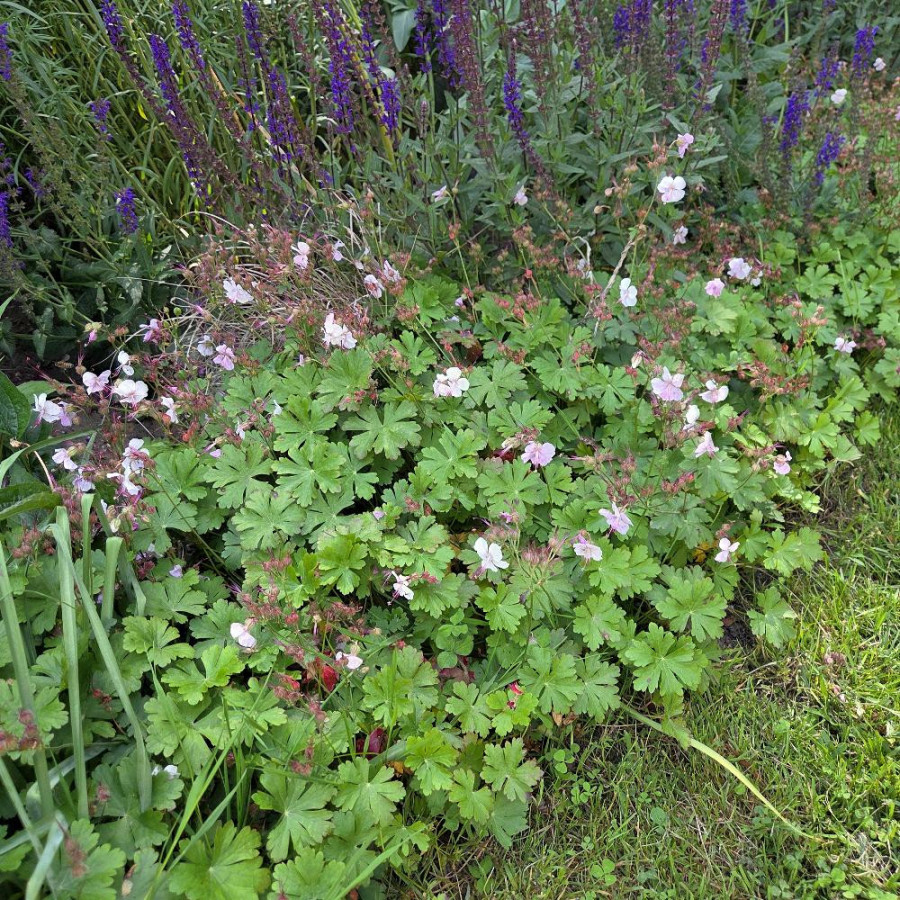 Plantes Vivaces GERANIUM cantabrigiense 'Biokovo' - Géranium vivace en vente - Bec de Grue en vente - Pépinière Lepage .