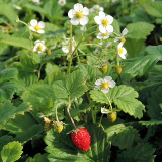 Plantes Vivaces FRAGARIA vesca - Fraisier des bois en vente - Pépinière Lepage .
